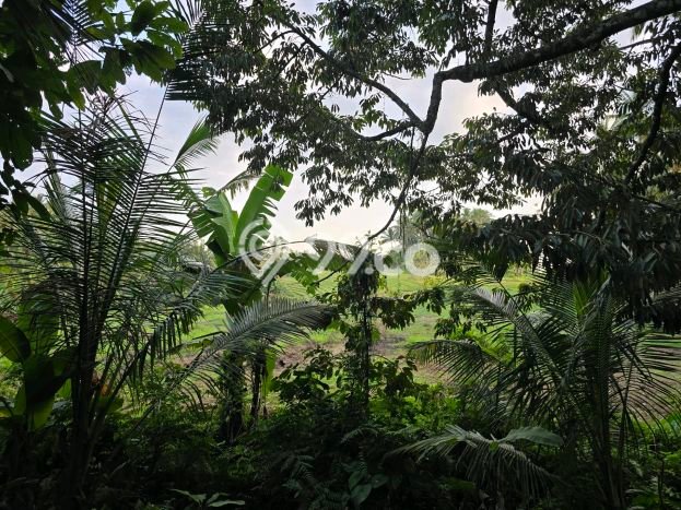 Lahan untuk Dijual di Selemadeg Tabanan Luas 1800m2 Lahan untuk Dijual di Selemadeg Tabanan Luas 1800m2