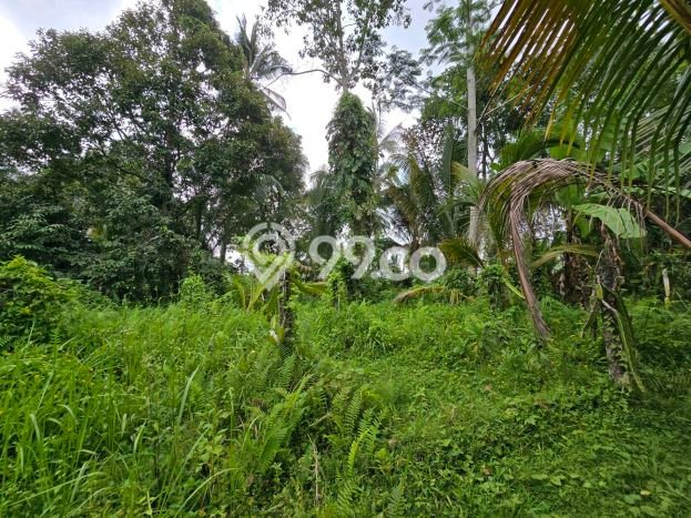 Tanah Dijual Lokasi Penebel, Tabanan Luas 3800m2 Legalitas Aman Tanah Dijual Lokasi Penebel, Tabanan Luas 3800m2 Legalitas Aman