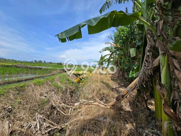 Tanah Dijual Lokasi Kerambitan, Tabanan Luas 700m2 Legalitas Aman Tanah Dijual Lokasi Kerambitan, Tabanan Luas 700m2 Legalitas Aman