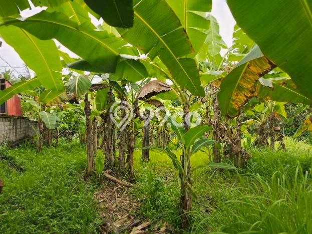 Lahan Kosong Dijual di Tabanan dengan Area 250m2 Lahan Kosong Dijual di Tabanan dengan Area 250m2