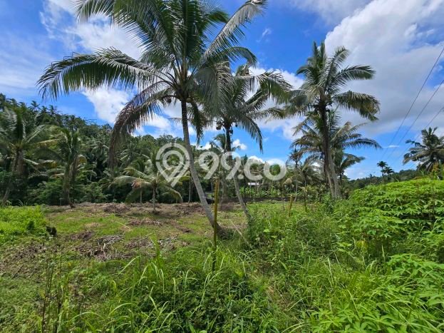 Tanah Kavling di Penebel Dijual dengan Luas 13000m2 Tanah Kavling di Penebel Dijual dengan Luas 13000m2