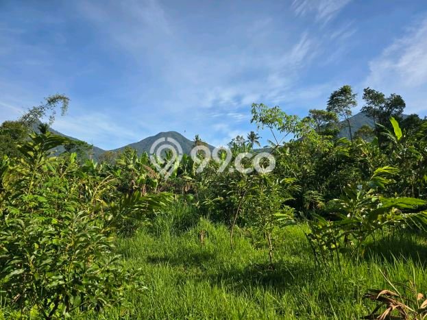 Untuk Dijual Tanah 1800m2 di Jatiluwih, Tabanan Untuk Dijual Tanah 1800m2 di Jatiluwih, Tabanan