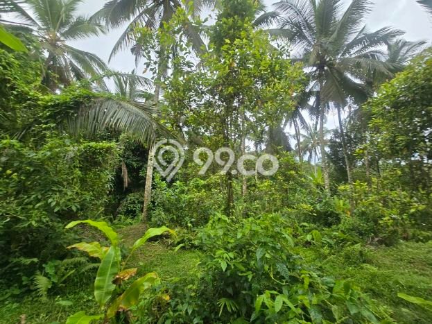 Lahan Dijual Lokasi Selemadeg, Tabanan dengan Luas Tanah 3000m2 dan Status SHM Lahan Dijual Lokasi Selemadeg, Tabanan dengan Luas Tanah 3000m2 dan Status SHM