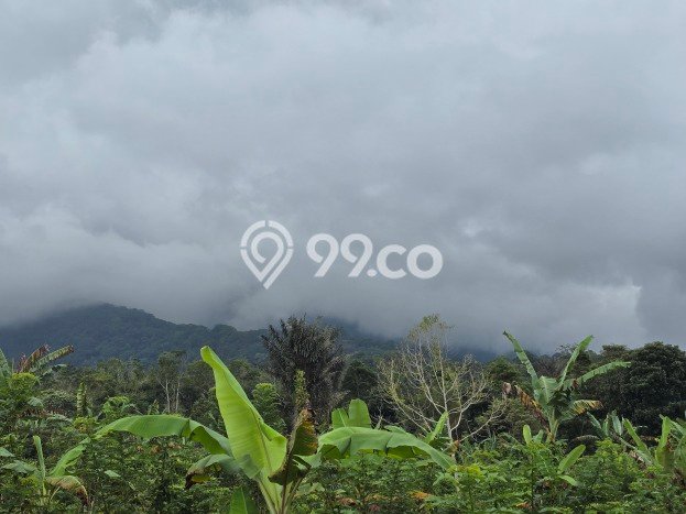 Lahan Dijual Lokasi Strategis di Tabanan dengan Luas 8000m2 Lahan Dijual Lokasi Strategis di Tabanan dengan Luas 8000m2