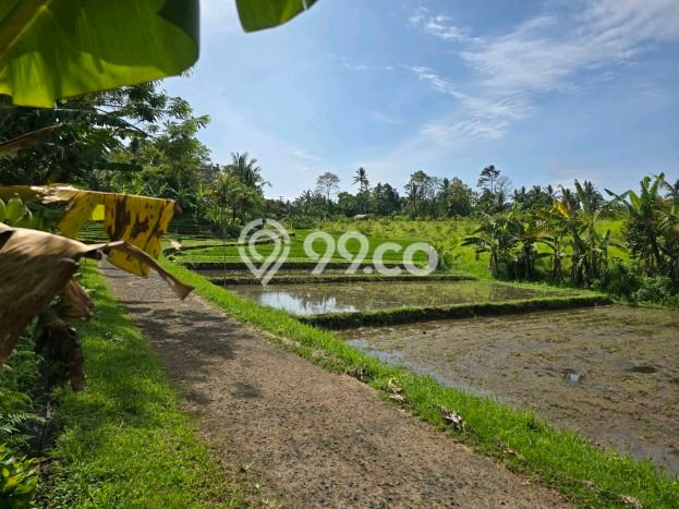 Lahan Dijual Lokasi Selemadeg, Tabanan dengan Luas Tanah 1200m2 dan Status SHM Lahan Dijual Lokasi Selemadeg, Tabanan dengan Luas Tanah 1200m2 dan Status SHM