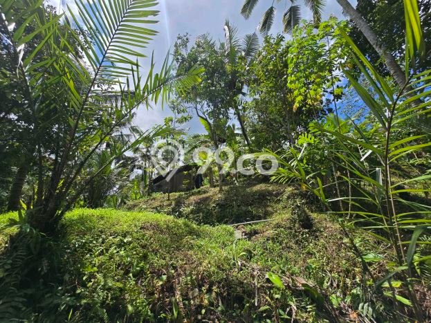Kavling Tanah Dijual di Penebel, Tabanan, Luas 1540m2 Area Strategis Kavling Tanah Dijual di Penebel, Tabanan, Luas 1540m2 Area Strategis
