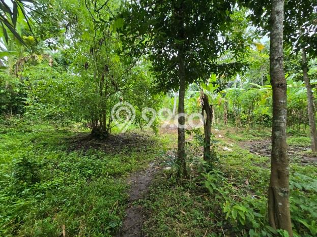 Jarang Ada! Tanah di Kerambitan Punya Luas 1100m2 SHM Jarang Ada! Tanah di Kerambitan Punya Luas 1100m2 SHM