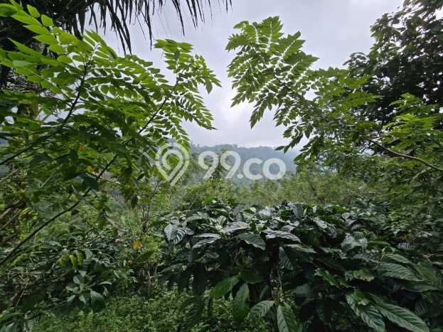 Tanah Komersial Dijual di Selemadeg Tabanan 5900m2 Tanah Komersial Dijual di Selemadeg Tabanan 5900m2