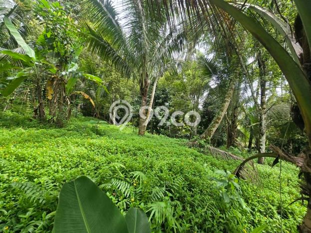 Tanah Kavling untuk Dijual di Selemadeg Tabanan 1700m2 Tanah Kavling untuk Dijual di Selemadeg Tabanan 1700m2