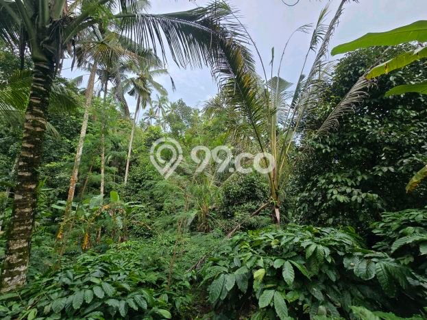 Tanah Kavling untuk Dijual di Penebel Tabanan 2000m2 Tanah Kavling untuk Dijual di Penebel Tabanan 2000m2