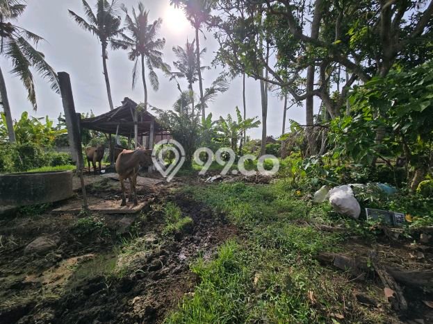 Tanah Dijual Lokasi Kerambitan Tabanan SHM Tanah Dijual Lokasi Kerambitan Tabanan SHM