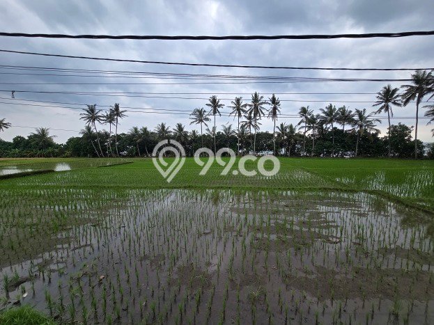 Kavling Tanah Dijual di Selemadeg Tabanan Spesifikasi 1800m2 Kavling Tanah Dijual di Selemadeg Tabanan Spesifikasi 1800m2