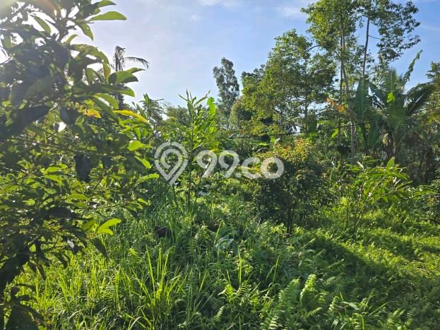 Untuk Dijual Tanah 1800m2 di Jatiluwih, Tabanan Untuk Dijual Tanah 1800m2 di Jatiluwih, Tabanan