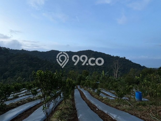 Tanah di Kubutambahan, Buleleng Luas 27000m2 Dijual Segera Tanah di Kubutambahan, Buleleng Luas 27000m2 Dijual Segera