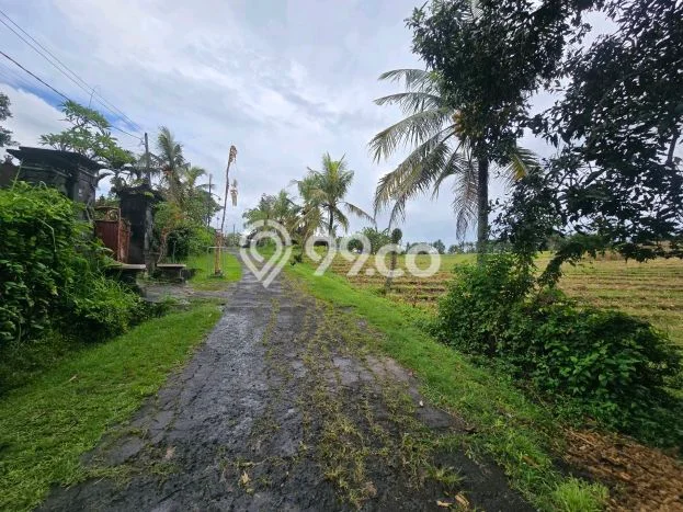 Tanah di Selemadeg, Tabanan Luas 890m2 Dijual Segera Tanah di Selemadeg, Tabanan Luas 890m2 Dijual Segera