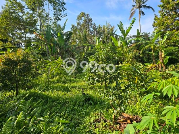 Untuk Dijual Tanah 1800m2 di Jatiluwih, Tabanan Untuk Dijual Tanah 1800m2 di Jatiluwih, Tabanan
