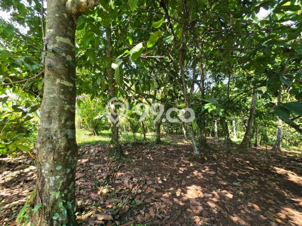 Tanah di Selemadeg, Tabanan Luas 1800m2 Dijual Segera Tanah di Selemadeg, Tabanan Luas 1800m2 Dijual Segera