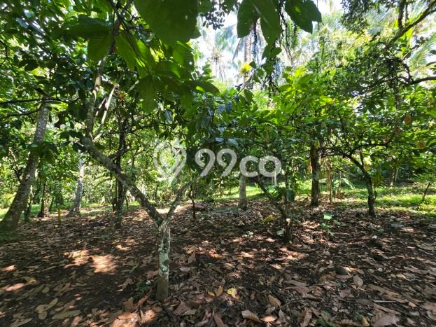 Tanah di Selemadeg, Tabanan Luas 1800m2 Dijual Segera Tanah di Selemadeg, Tabanan Luas 1800m2 Dijual Segera