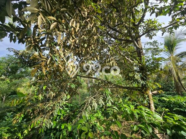 Tanah Kavling untuk Dijual di Penebel Tabanan 2000m2 Tanah Kavling untuk Dijual di Penebel Tabanan 2000m2