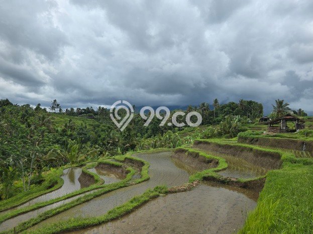 Lahan Kosong Dijual di Tabanan dengan Area 3900m2 Lahan Kosong Dijual di Tabanan dengan Area 3900m2