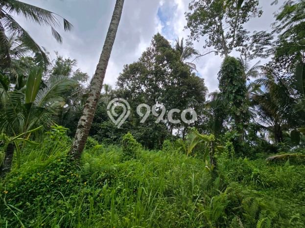 Tanah Dijual Lokasi Penebel, Tabanan Luas 3800m2 Legalitas Aman Tanah Dijual Lokasi Penebel, Tabanan Luas 3800m2 Legalitas Aman