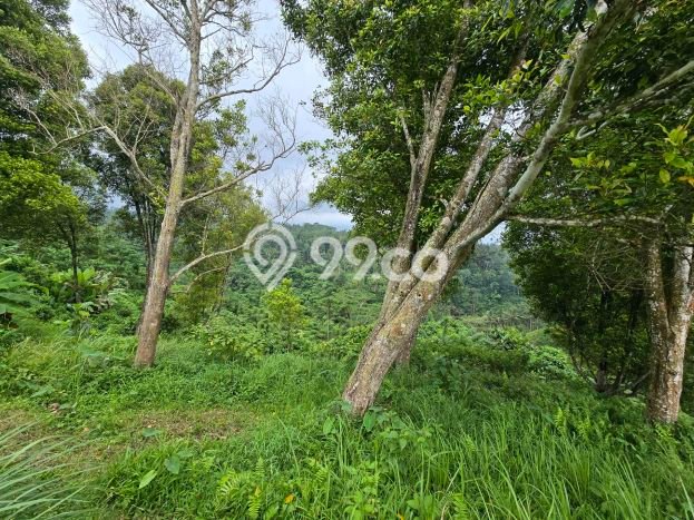 Kavling Tanah di Selemadeg Dijual Luas 6500m2 Legalitas SHM Kavling Tanah di Selemadeg Dijual Luas 6500m2 Legalitas SHM