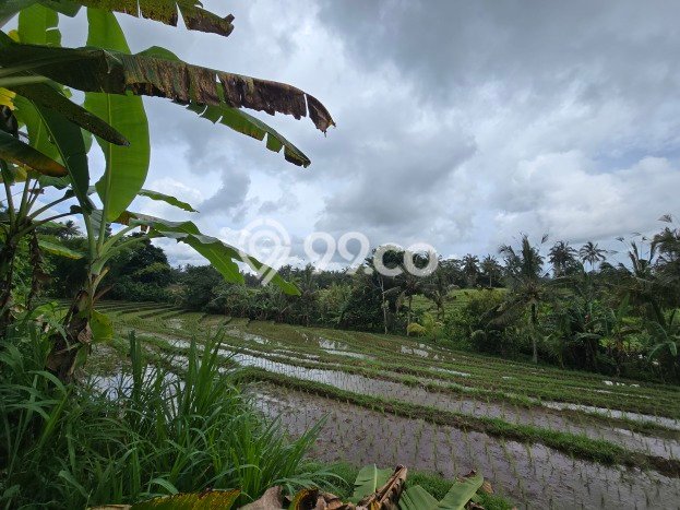 Tanah Komersial Dijual di Selemadeg Tabanan 300m2 Tanah Komersial Dijual di Selemadeg Tabanan 300m2