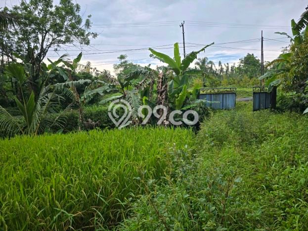 Dijual Tanah di Tabanan, Luas 3800m2 SHM Dijual Tanah di Tabanan, Luas 3800m2 SHM