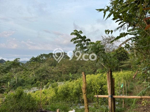 Tanah di Kubutambahan, Buleleng Luas 27000m2 Dijual Segera Tanah di Kubutambahan, Buleleng Luas 27000m2 Dijual Segera
