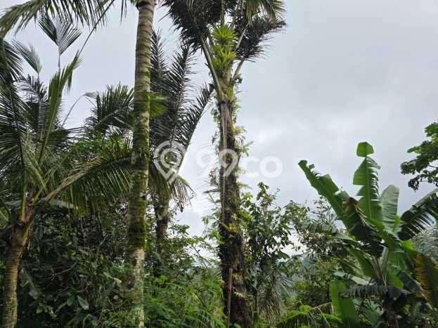 Tanah Komersial Dijual di Selemadeg Tabanan 5900m2 Tanah Komersial Dijual di Selemadeg Tabanan 5900m2