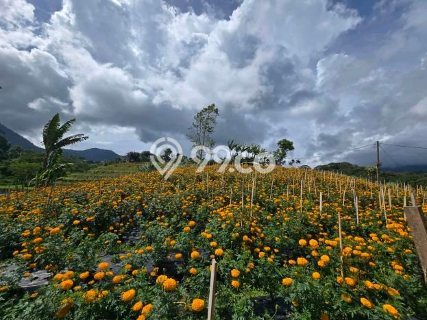Tanah Kavling Dijual di Tabanan dengan Spesifikasi 9200m2 Tanah Kavling Dijual di Tabanan dengan Spesifikasi 9200m2