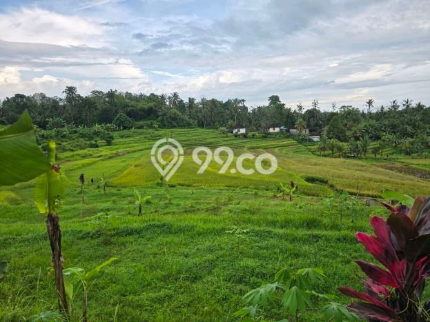 Kavling Tanah di Selemadeg Dijual Luas 2670m2 Legalitas SHM Kavling Tanah di Selemadeg Dijual Luas 2670m2 Legalitas SHM