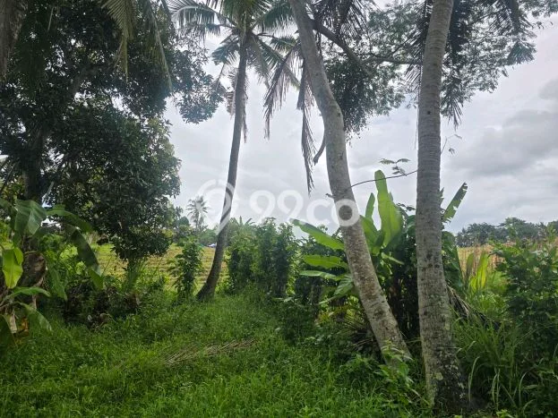 Tanah di Selemadeg, Tabanan Luas 890m2 Dijual Segera Tanah di Selemadeg, Tabanan Luas 890m2 Dijual Segera