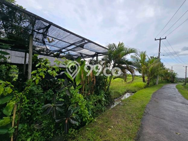 Tanah Strategis di Selemadeg, Luas 1000m2m², Ideal untuk Perumahan Tanah Strategis di Selemadeg, Luas 1000m2m², Ideal untuk Perumahan
