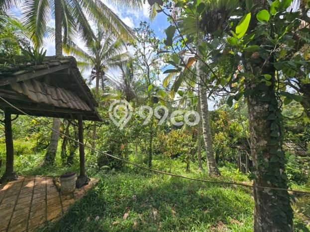 Tanah Dijual Lokasi Penebel, Tabanan dengan Luas Tanah 3000m2 dan Status SHM Tanah Dijual Lokasi Penebel, Tabanan dengan Luas Tanah 3000m2 dan Status SHM