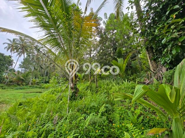 Tanah Dijual Lokasi Penebel, Tabanan Luas 3800m2 Legalitas Aman Tanah Dijual Lokasi Penebel, Tabanan Luas 3800m2 Legalitas Aman