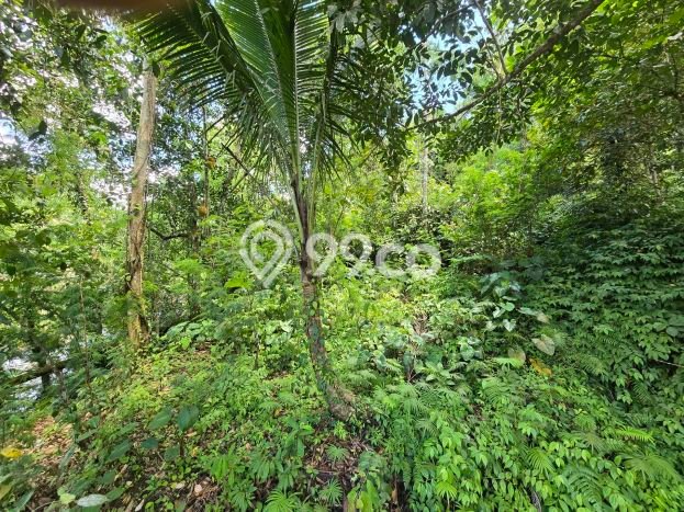 Tanah Dijual Lokasi Penebel, Tabanan Luas 1125m2 Legalitas Aman Tanah Dijual Lokasi Penebel, Tabanan Luas 1125m2 Legalitas Aman