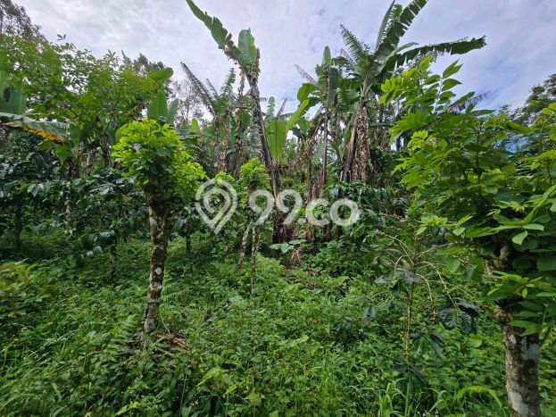 Lahan Dijual Lokasi Strategis di Tabanan dengan Luas 11000m2 Lahan Dijual Lokasi Strategis di Tabanan dengan Luas 11000m2