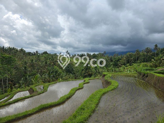 Lahan Kosong Dijual di Tabanan dengan Area 3900m2 Lahan Kosong Dijual di Tabanan dengan Area 3900m2