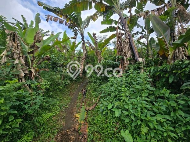 Lahan Dijual Lokasi Strategis di Tabanan dengan Luas 8000m2 Lahan Dijual Lokasi Strategis di Tabanan dengan Luas 8000m2