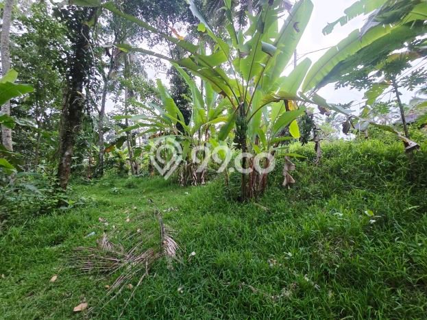 Lahan untuk Dijual di Kerambitan Tabanan Luas 1300m2 Lahan untuk Dijual di Kerambitan Tabanan Luas 1300m2