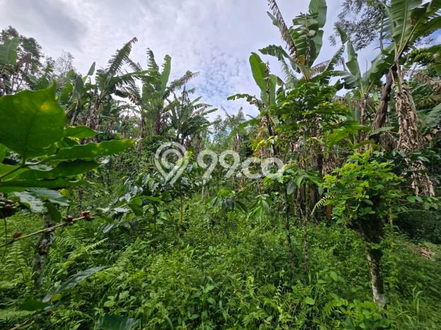 Lahan Dijual Lokasi Strategis di Tabanan dengan Luas 11000m2 Lahan Dijual Lokasi Strategis di Tabanan dengan Luas 11000m2