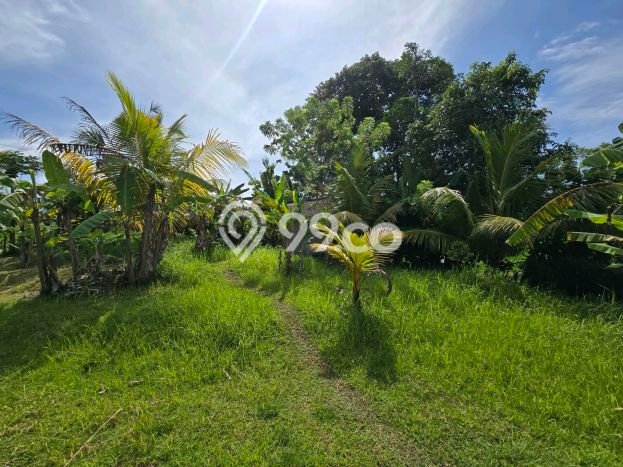 Lahan Dijual Lokasi Selemadeg, Tabanan dengan Luas Tanah 1200m2 dan Status SHM Lahan Dijual Lokasi Selemadeg, Tabanan dengan Luas Tanah 1200m2 dan Status SHM