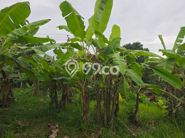 Lahan Kosong Dijual di Tabanan dengan Area 250m2 Lahan Kosong Dijual di Tabanan dengan Area 250m2