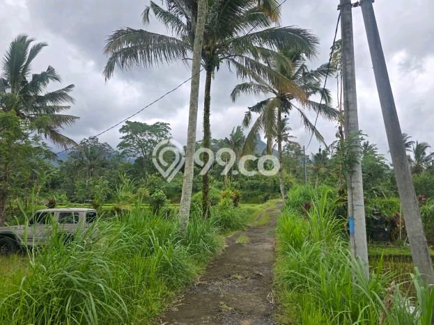 Kavling Tanah Dijual di Penebel Tabanan Spesifikasi 3200m2 Kavling Tanah Dijual di Penebel Tabanan Spesifikasi 3200m2
