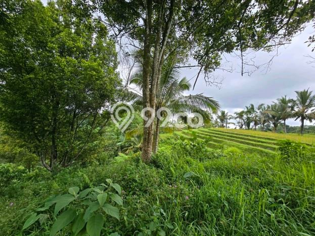 Kavling Tanah di Selemadeg Dijual Luas 6500m2 Legalitas SHM Kavling Tanah di Selemadeg Dijual Luas 6500m2 Legalitas SHM