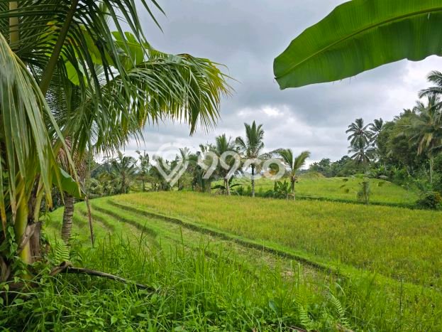 Kavling Tanah di Selemadeg Dijual Luas 6500m2 Legalitas SHM Kavling Tanah di Selemadeg Dijual Luas 6500m2 Legalitas SHM