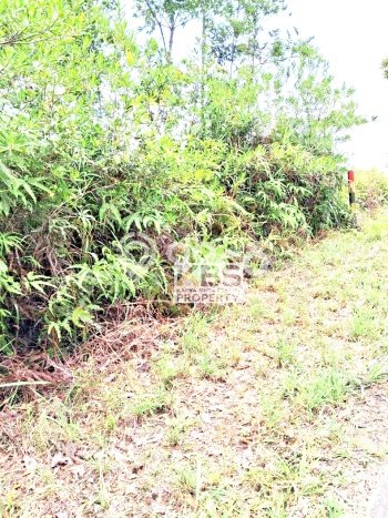 Kavling Tanah di Bintan Timur Dijual Luas 40000m2 Legalitas - Kavling Tanah di Bintan Timur Dijual Luas 40000m2 Legalitas -