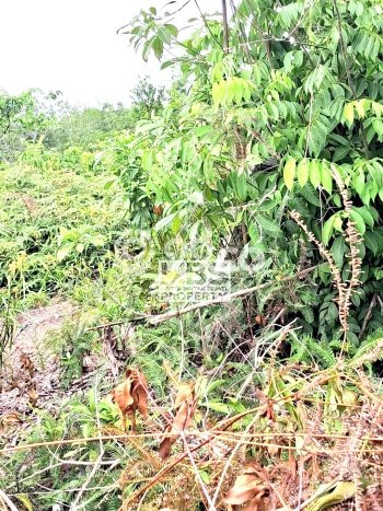 Tanah Dijual Area Strategis di Tanjung Pinang Timur Tanjung Pinang 418m2 Tanah Dijual Area Strategis di Tanjung Pinang Timur Tanjung Pinang 418m2