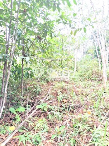 Kavling Tanah di Bintan Timur Dijual Luas 40000m2 Legalitas - Kavling Tanah di Bintan Timur Dijual Luas 40000m2 Legalitas -